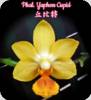 Phal. Yaphon Cupid - mit Rispenansatz